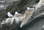 PICTURES/Heimaey Island Critters/t_Gulls (23).JPG